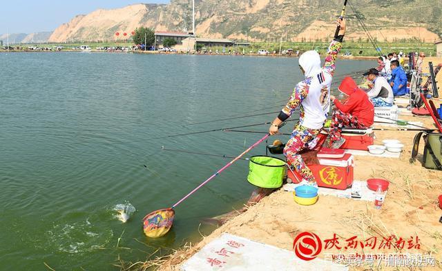 合阳洽川黄河湾,合阳钓鱼大赛