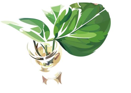 绿萝死了就要扔？现在教你一招，就能死而复生！