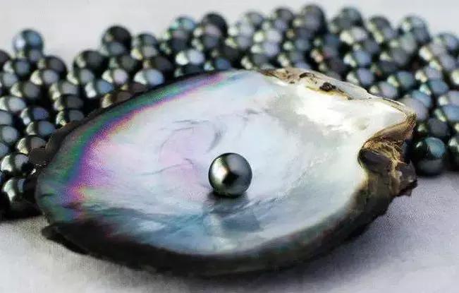 珍珠知识新手入门教学,小火说免费阅读