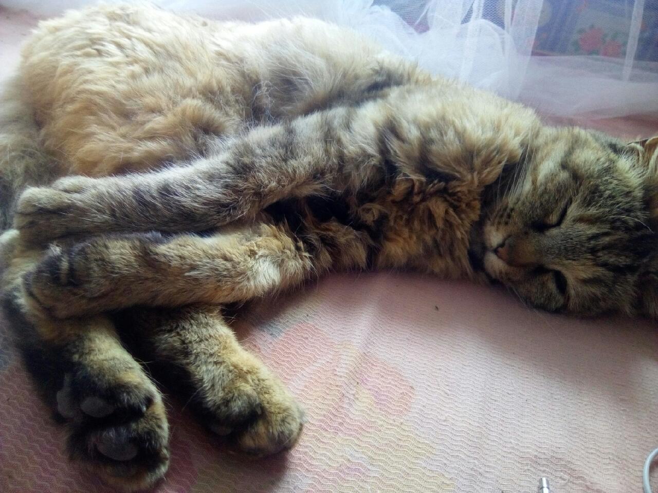 猫咪经常叼老鼠怎么办,猫咪给你叼老鼠怎么办