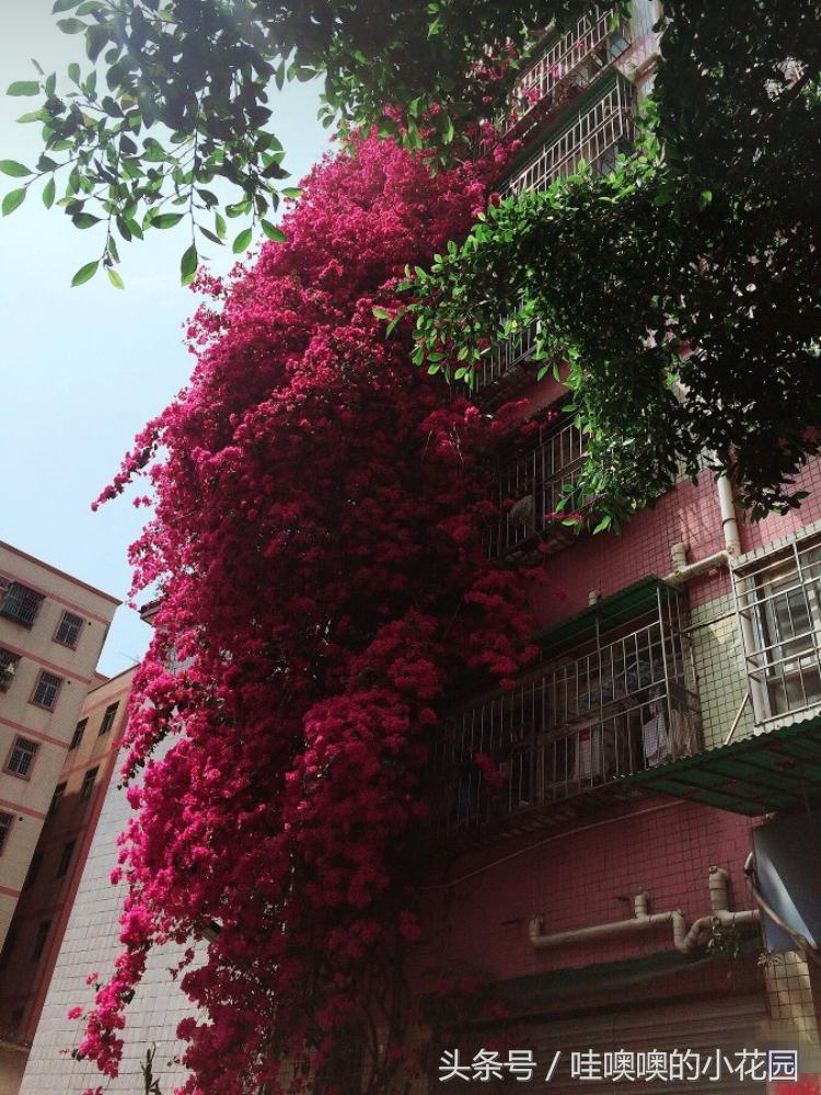 三角梅叶子总是打蔫怎么回事,三角梅叶子皱巴巴什么原因