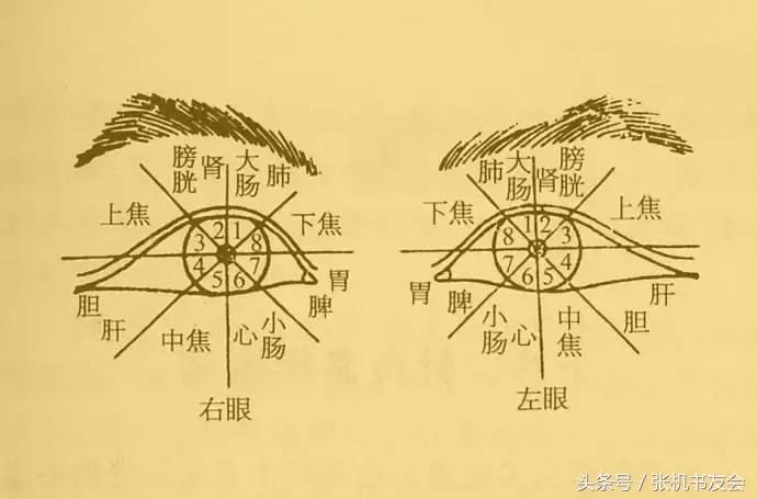 针灸按摩全息图（收藏版）