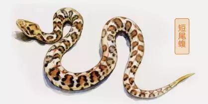 东非动物大迁徙记录完整版,东非野生动物大迁徙纪录片