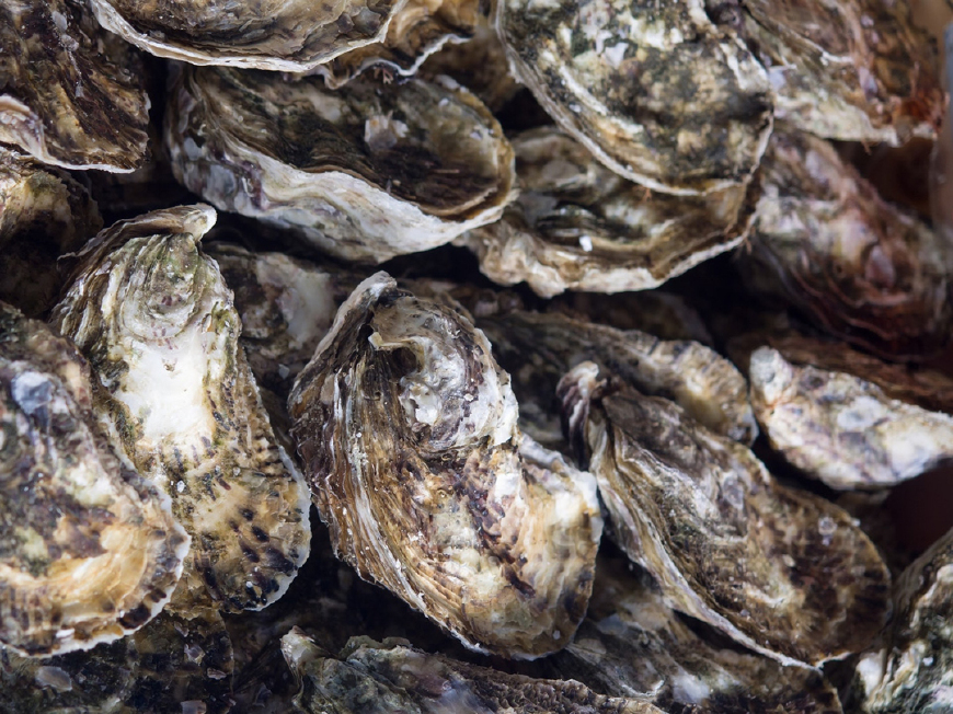 女性吃了生蚝的危害,女子吃生蚝20天死亡