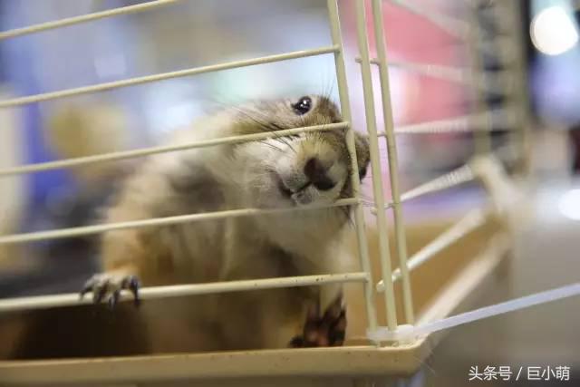 2024中国最大的宠物展,国际宠物展亚洲宠物展