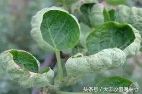 猕猴桃叶片卷曲破裂如何防治,猕猴桃叶片向下卷曲治疗方法