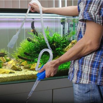 底砂过滤鱼缸粪便怎么清理,金苔鼠鱼能清理鱼缸粪便吗