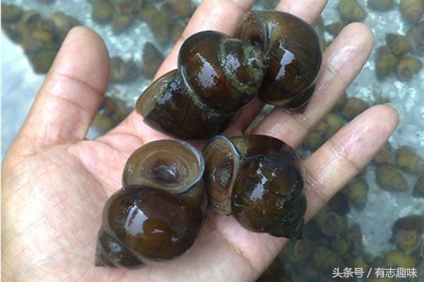 田螺有寄生虫还能吃吗？泡洗田螺有小妙招、材料家家都有