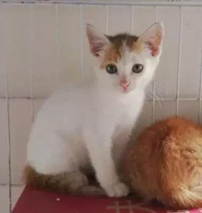 猫狗大联盟维护,猫狗联盟