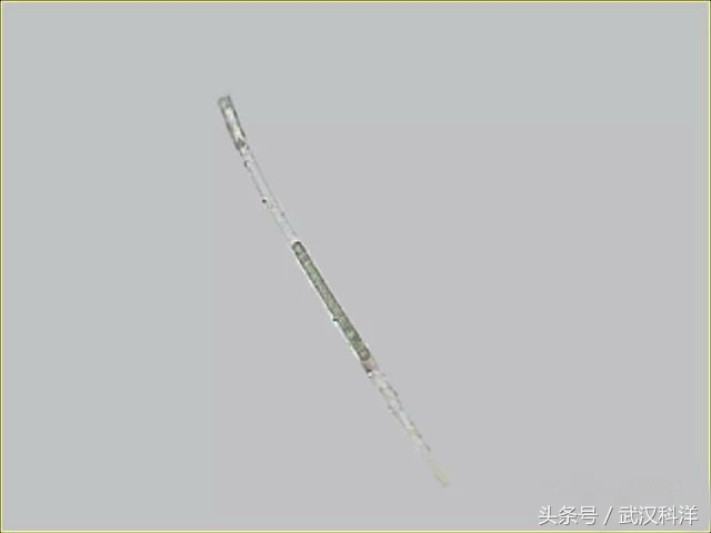 海缸几种常见的藻类,中国常见浮游藻类图谱