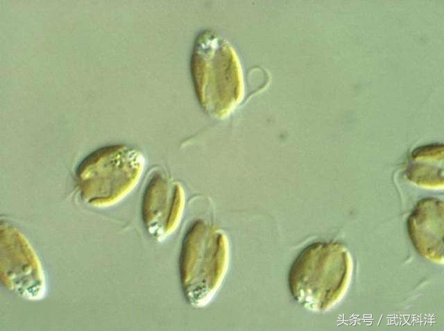 海缸几种常见的藻类,中国常见浮游藻类图谱