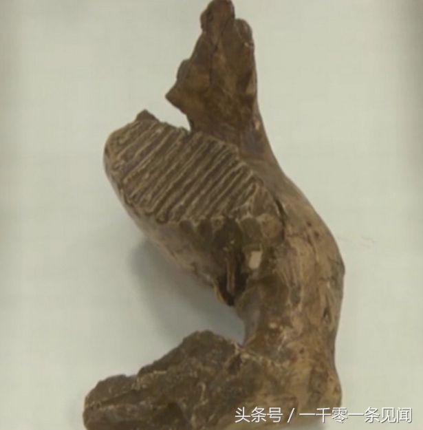 猛犸象的象牙被挖掘出来有多大 (俄罗斯挖猛犸象牙视频)