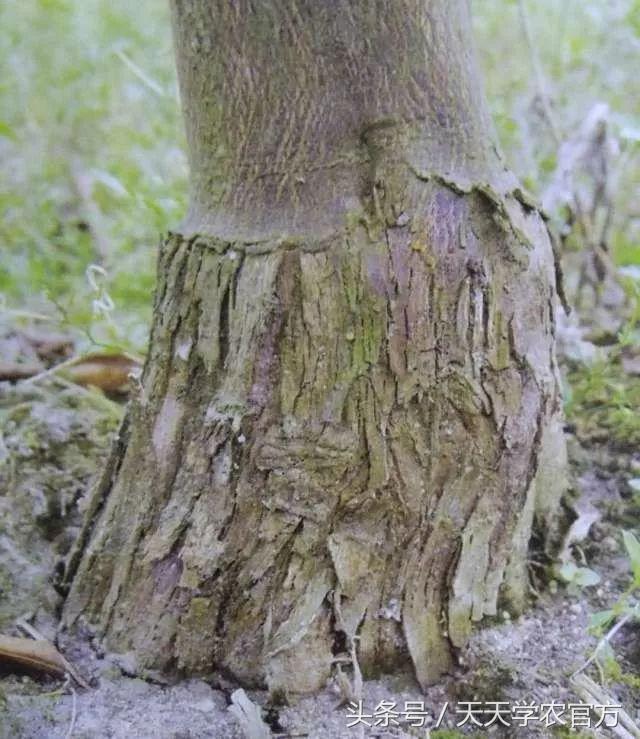 剪坏了的柑橘树如何补救,柑橘树错误修剪