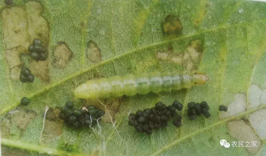 大豆卷叶虫用什么药效果最好,大豆卷叶螟怎么治