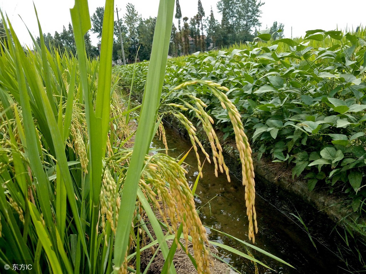 农业种植致富技巧,农民致富有妙招