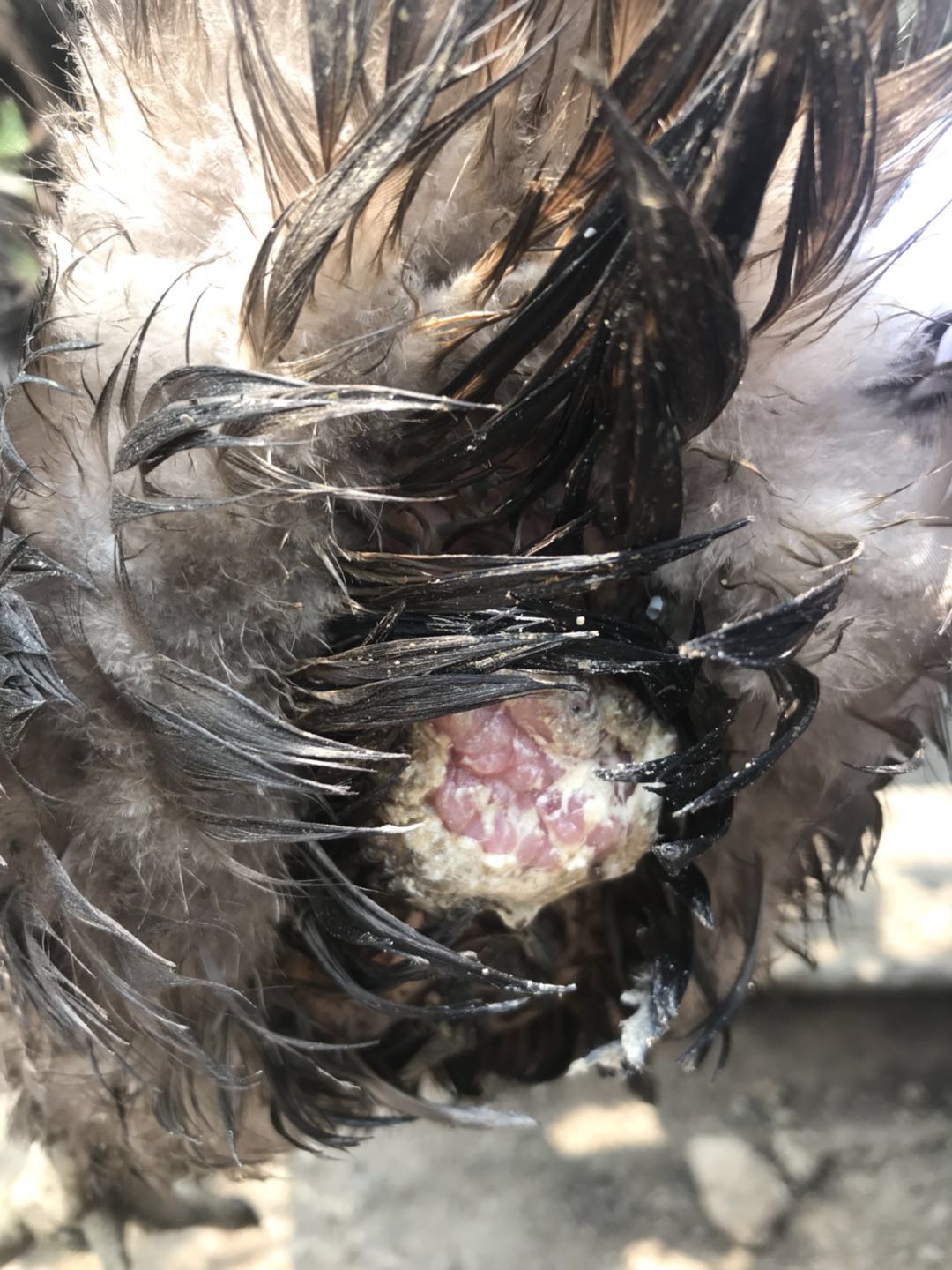 种鸭拉白粪是什么原因,鹅下蛋脱肛会自己复原吗