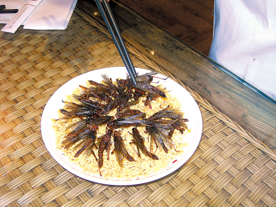 蝗虫养殖项目市场分析,广西蝗虫养殖前景