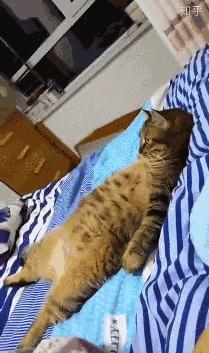 猫到底知不知道自己是什么动物,猫是否知道自己是猫