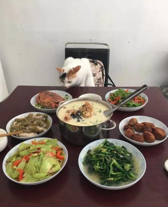 猫到底知不知道自己是什么动物,猫是否知道自己是猫