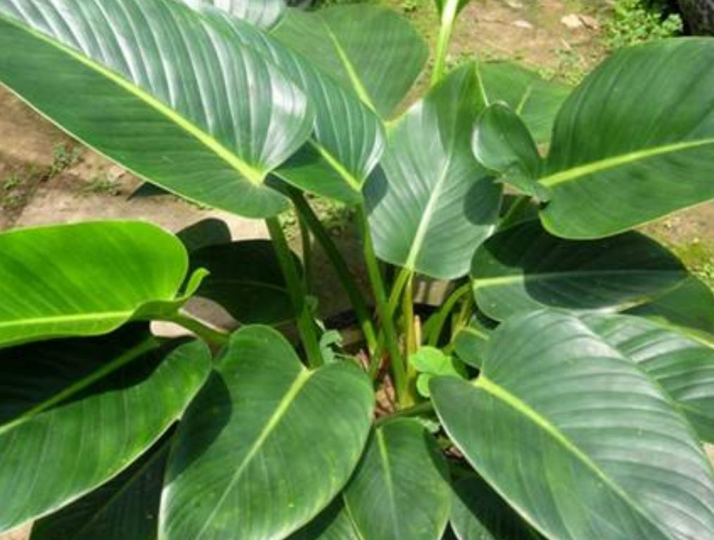 金钻叶怎么养才能长得快,金钻绿植养殖方法一分钟视频