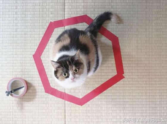 如何做个简单陷阱抓猫,怎么做陷阱抓猫咪