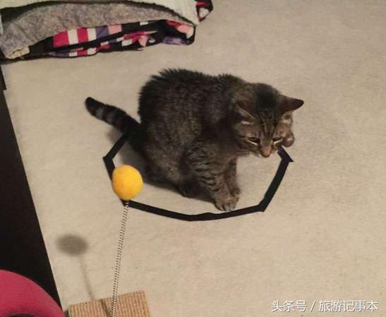 如何做个简单陷阱抓猫,怎么做陷阱抓猫咪