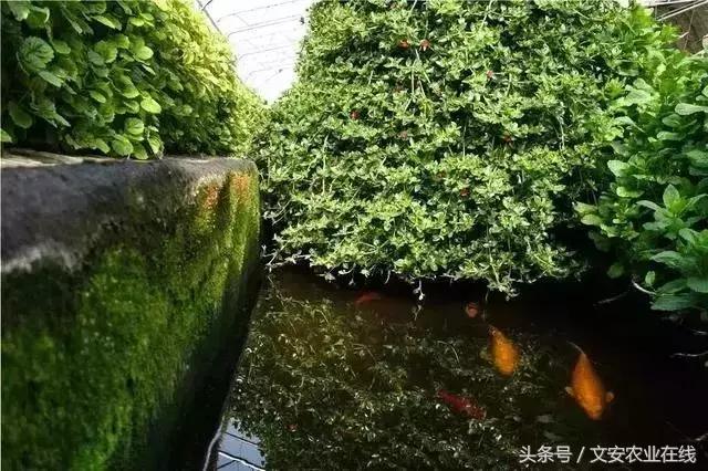 未来5年鱼菜共生农场,鱼菜共生农场有哪些