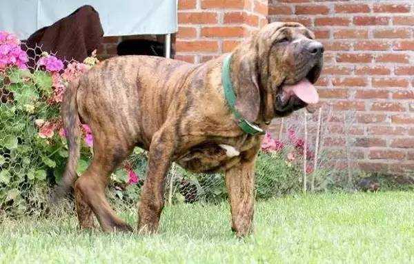 世界上最凶猛的十大猛犬,十大大型猛犬对主人家人忠诚