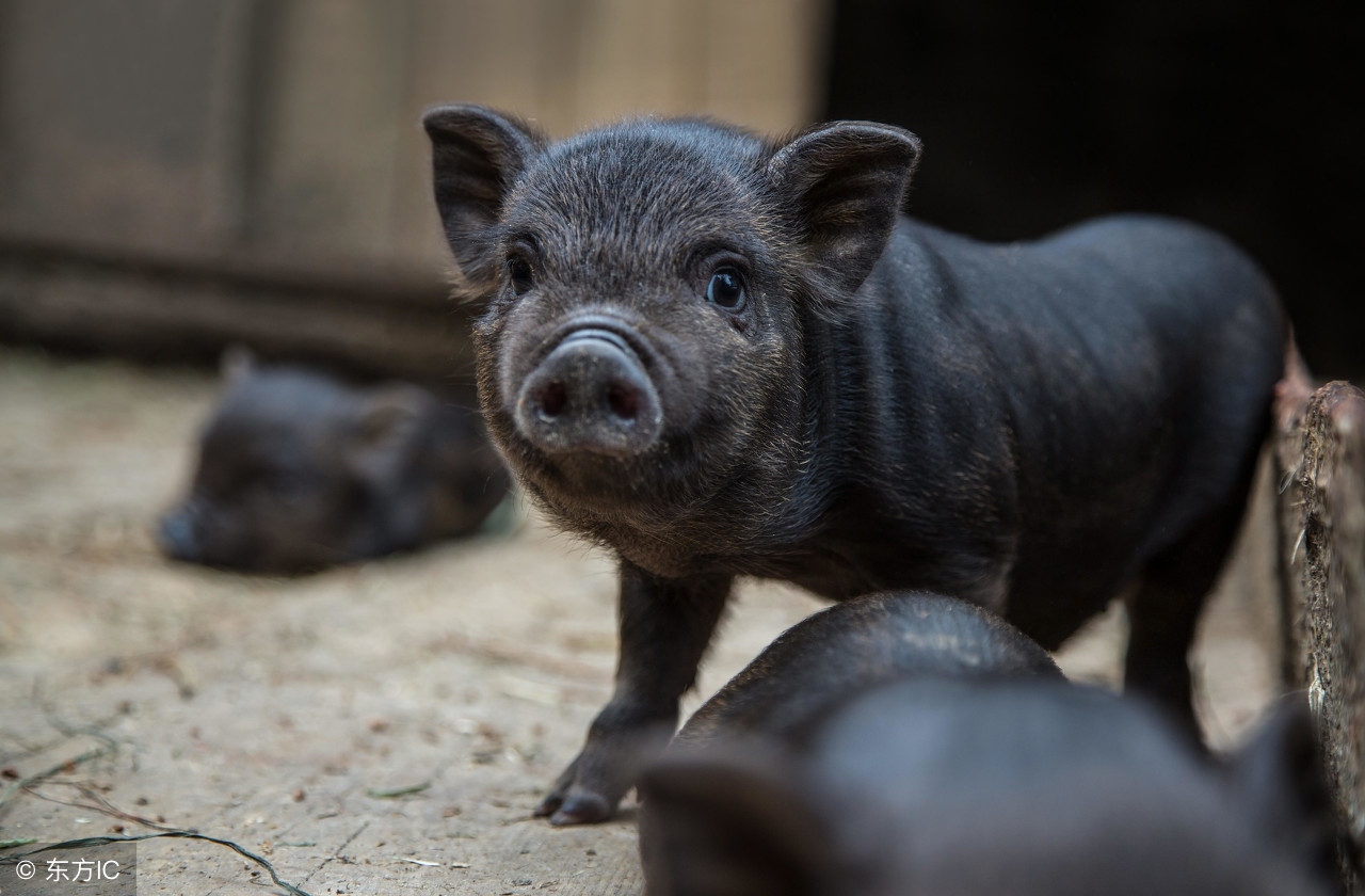 冬天大猪小猪怕冷怎么办,小猪低温的原因和解决方法