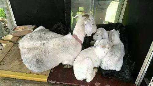 母羊产后奶水不足的解决方法养羊户有帮助
