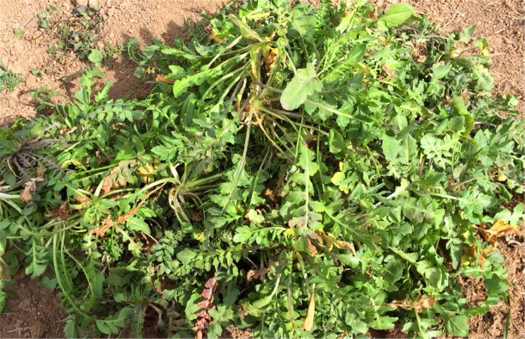 农村一种野草，煮鸡蛋吃了治头晕，还是驱蚊虫好帮手