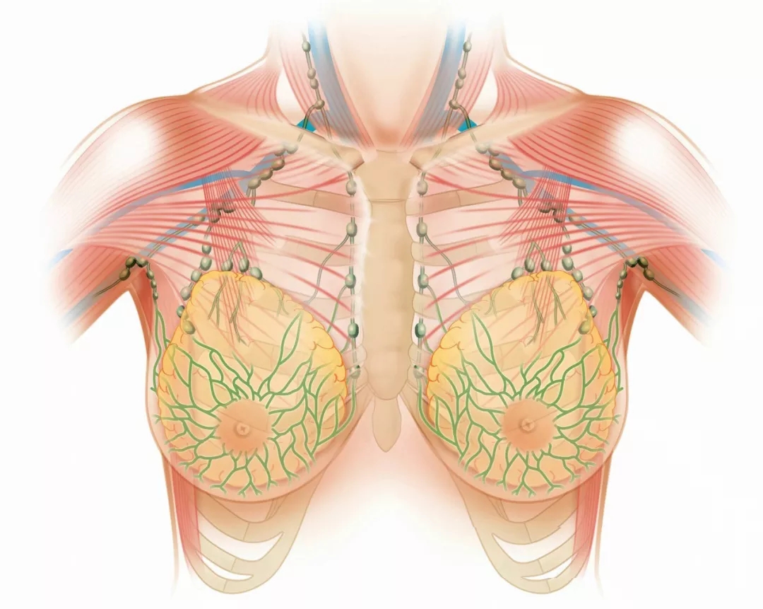 乳房基本知识普及,乳房小秘密科普
