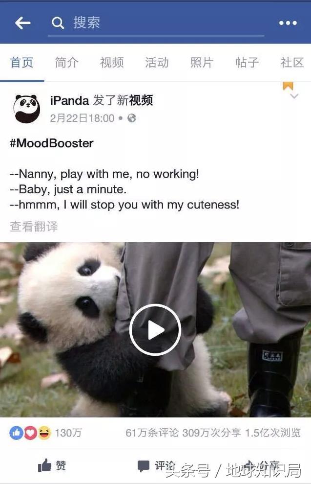 美帝再牛逼，遇见熊猫也得吸？地球知识局