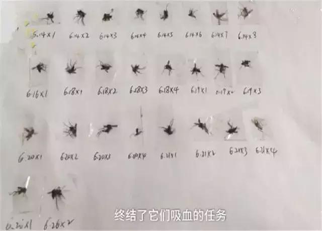 打死的蚊子有黄水,对付蚊子的奇葩方法