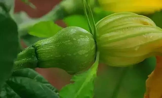 赤霉素芸苔素多效唑用法大汇总,多效唑赤霉素的作用