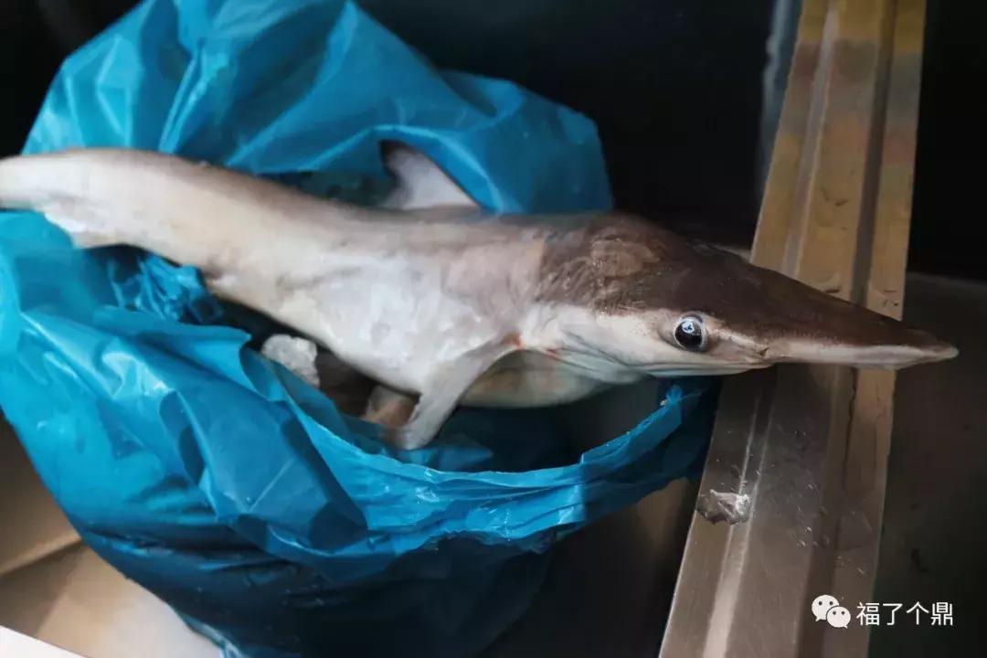 这碗鲨鱼片太刺激了