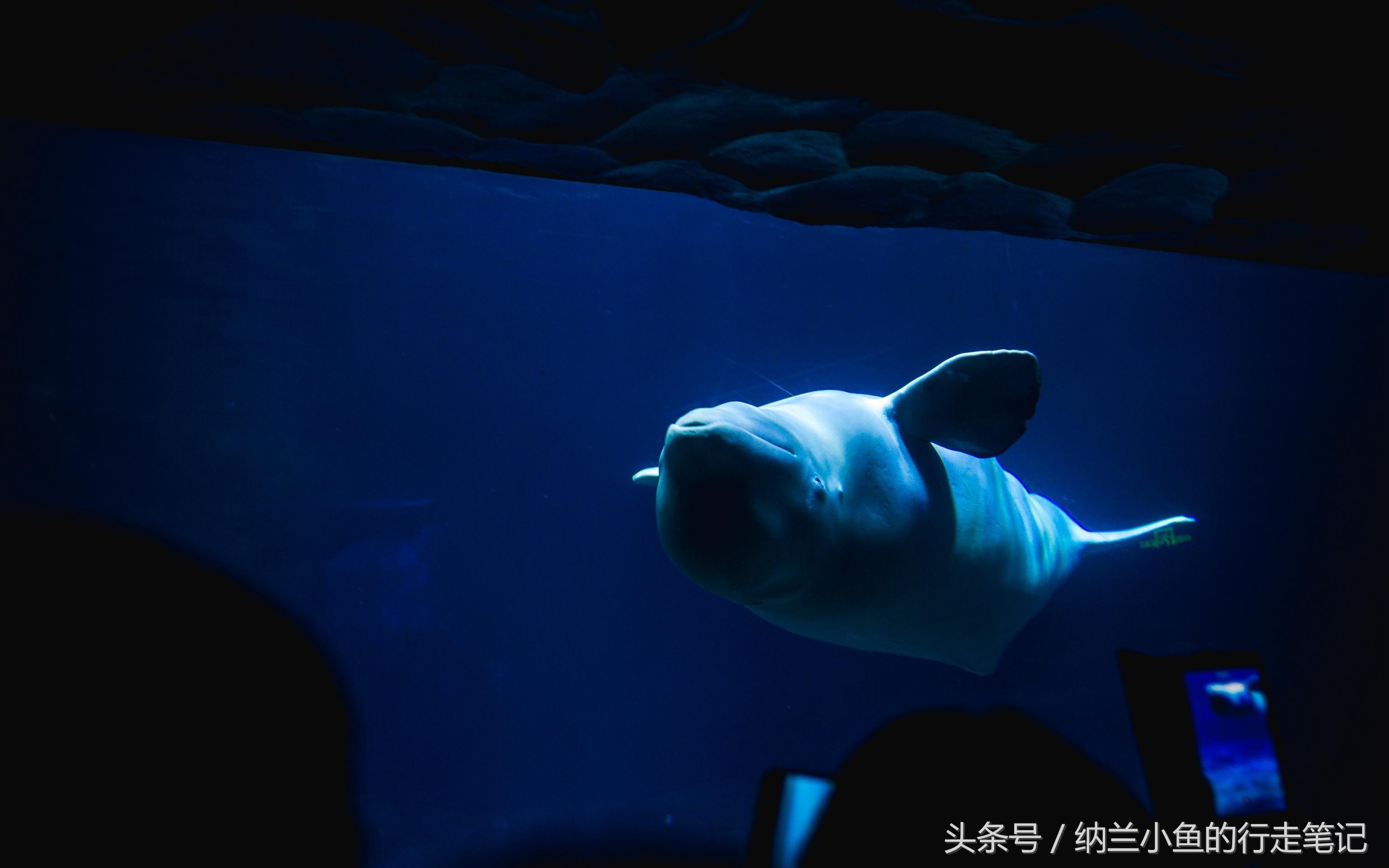 珠海长隆海洋王国带你体验,体验珠海长隆海洋王国