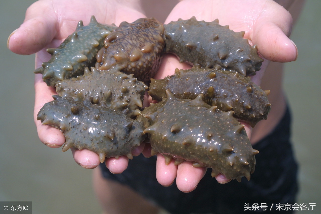 大连海参价格走向,今年大连海参的价格多少钱一斤