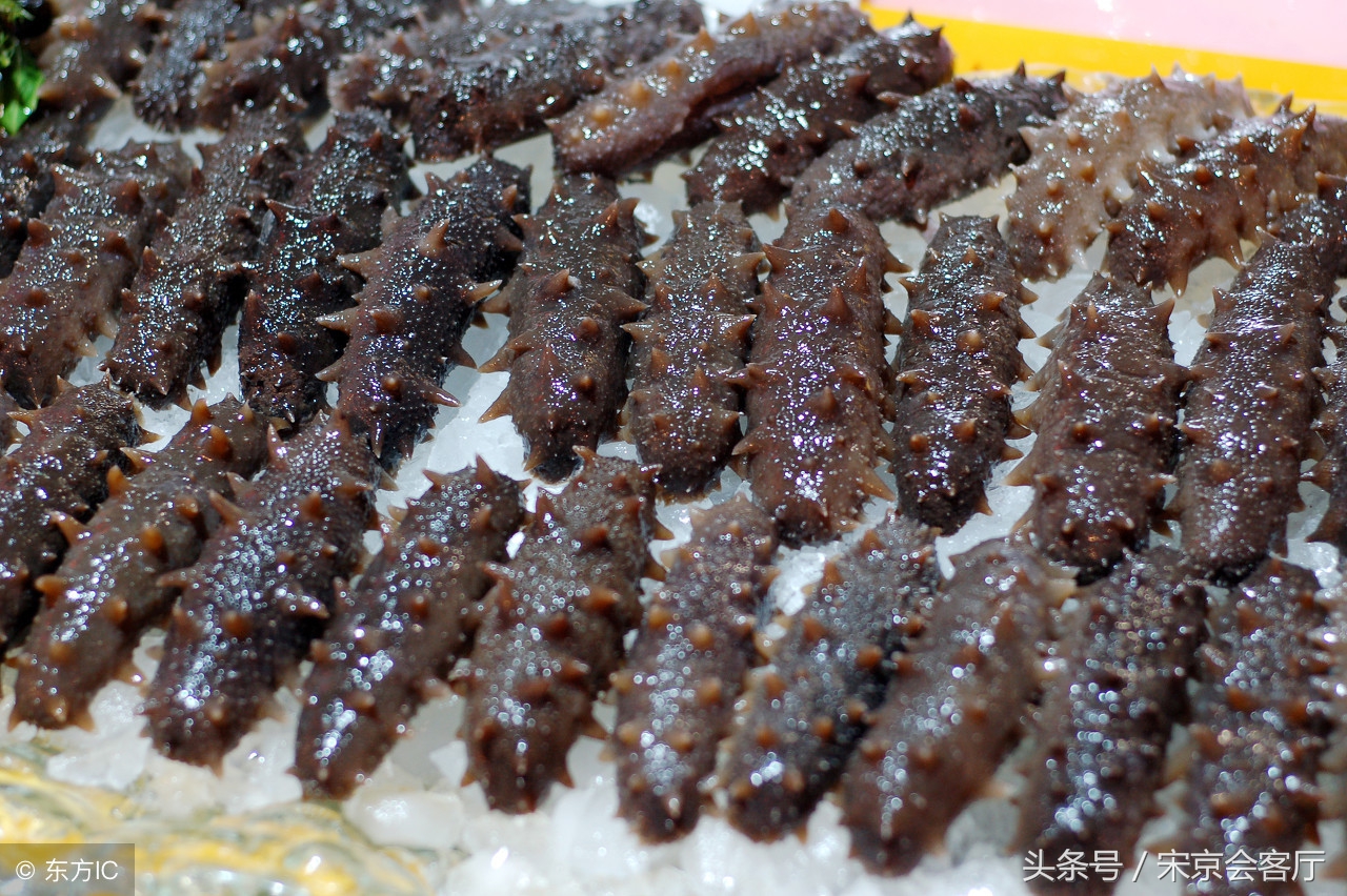 大连海参价格走向,今年大连海参的价格多少钱一斤