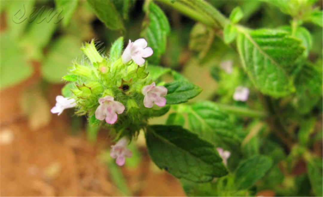 农村什么野草止血,路边一种野草止血很有效