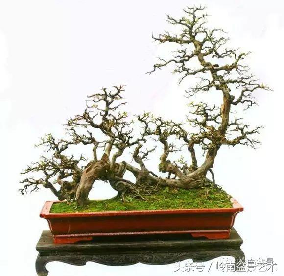 正宗雀梅王老桩盆景,苏州400多年雀梅王盆景