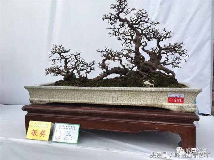 正宗雀梅王老桩盆景,苏州400多年雀梅王盆景