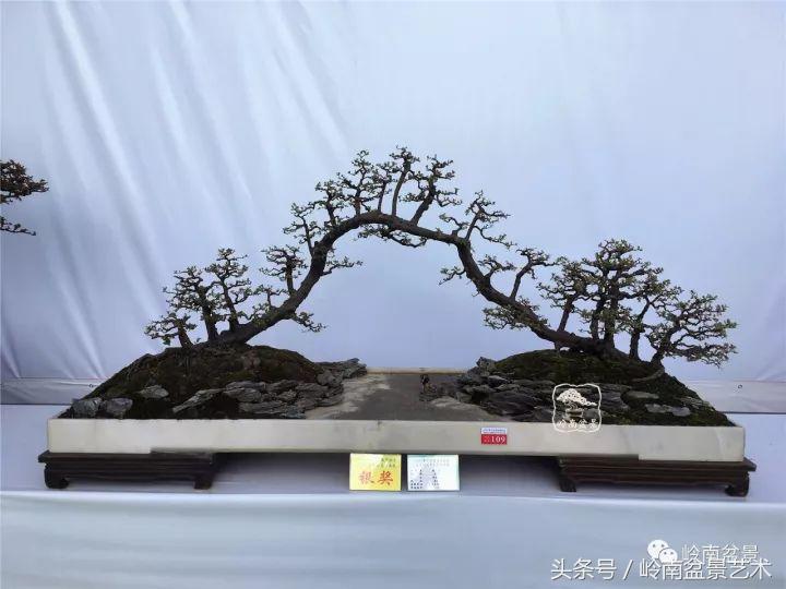 正宗雀梅王老桩盆景,苏州400多年雀梅王盆景