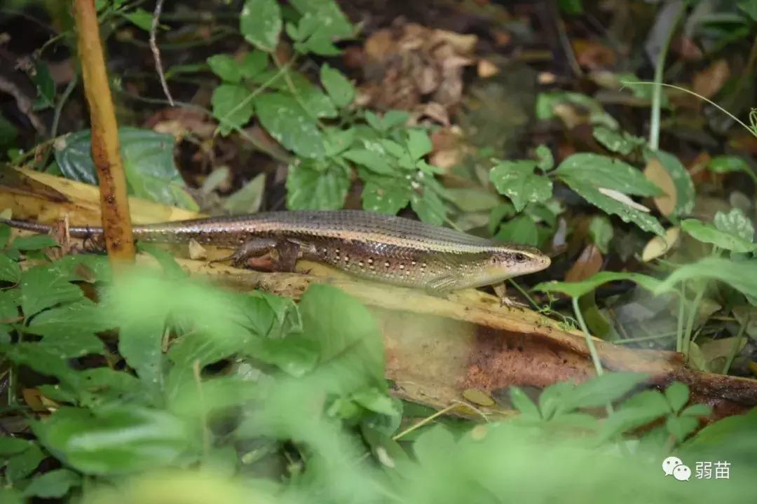 西双版纳四日博物之旅，都有哪些新发现
