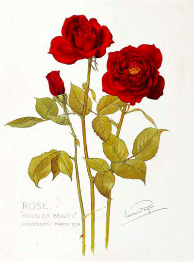 七夕将至，现代版“玫瑰圣经”带给你一整本永不凋谢的浪漫！