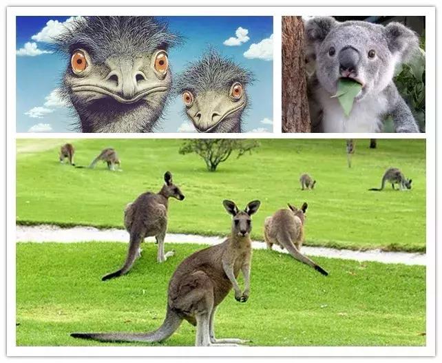 女人吃的澳洲保健品评测,保护眼睛澳洲保健品推荐