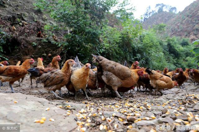 老兽医养鸡秘诀,老兽医教养鸡方法