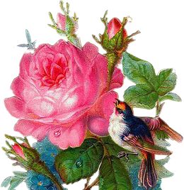 jomalone鏄湡鐨勫悧,jomalone榛戣壊