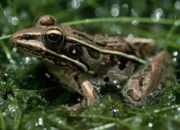 适合农村小型养殖的致富项目,适合农民的致富项目