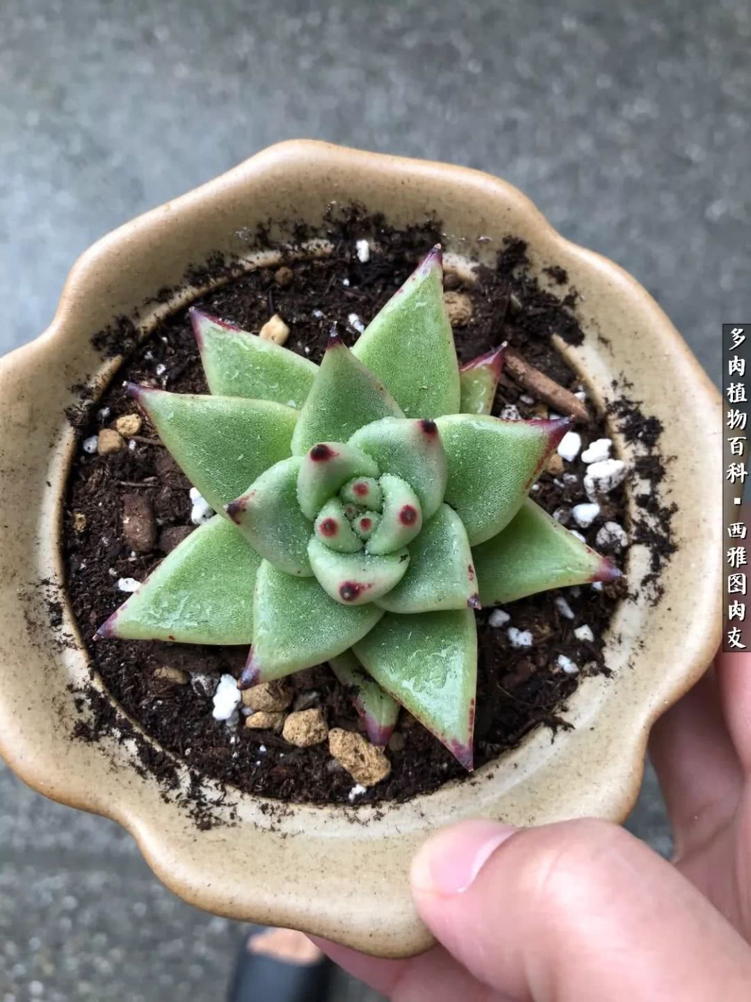 美国多肉,多肉西雅图